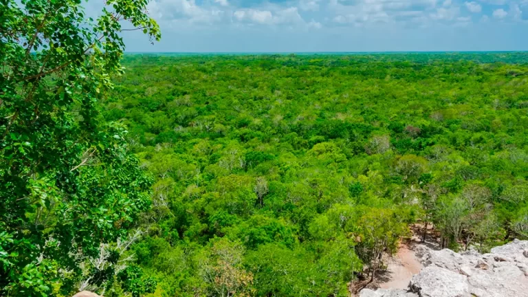 México Impulsa la Inclusión de la Gran Selva Maya en Fondo Internacional para Bosques | Mexico Promotes Inclusion of the Great Mayan Forest in the International Fund for Forests