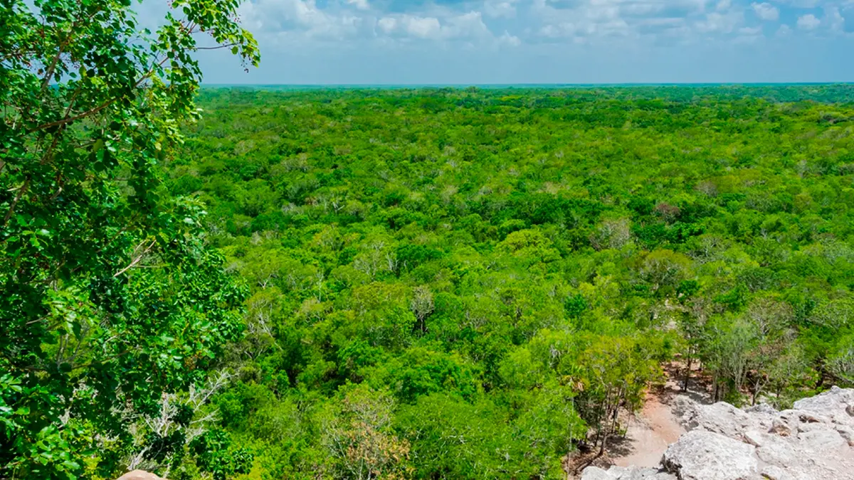 México Impulsa la Inclusión de la Gran Selva Maya en Fondo Internacional para Bosques | Mexico Promotes Inclusion of the Great Mayan Forest in the International Fund for Forests