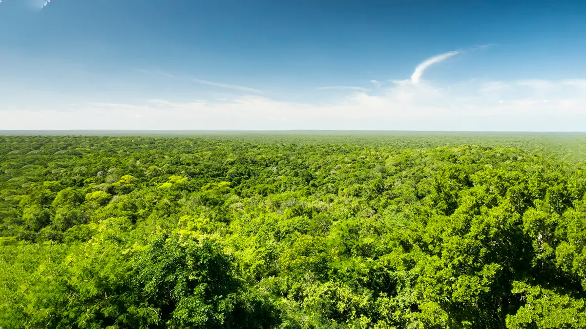 Reserva de la Biosfera de Calakmul Gran Selva Maya | Calakmul Biosphere Reserve
