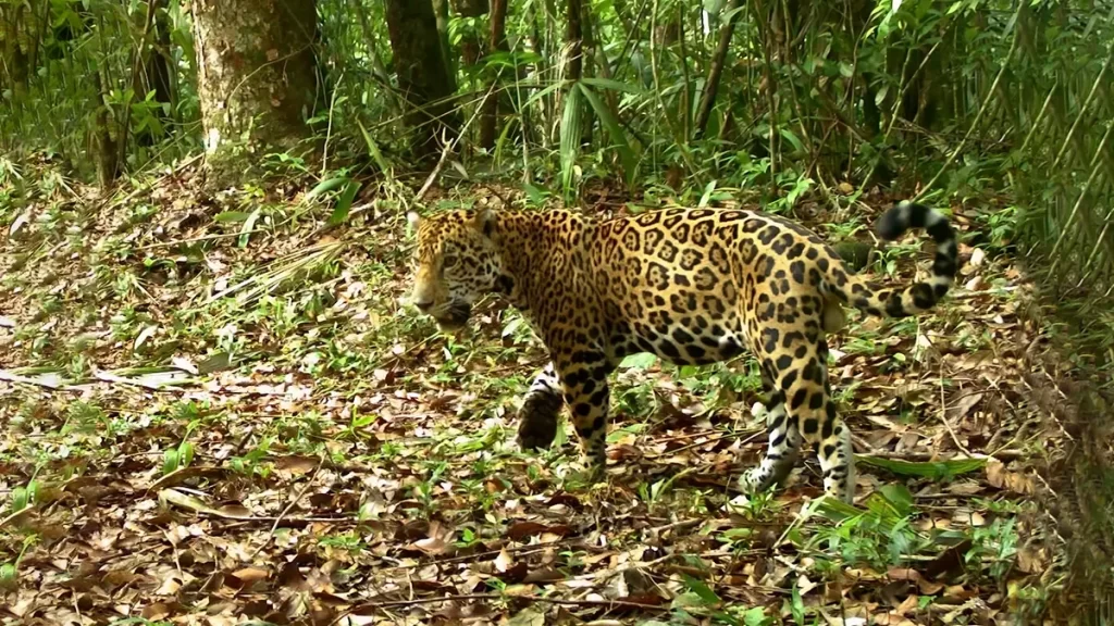Parque Nacional Mirador Río Azul Gran Selva Maya